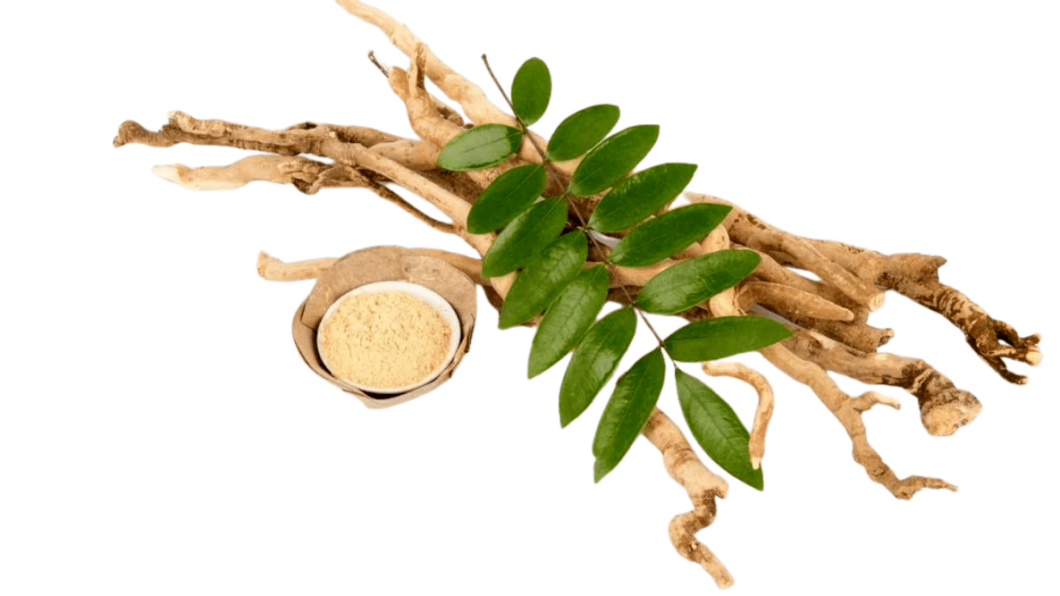 Long Leaf Eurycoma Root Composition by Man Plus
