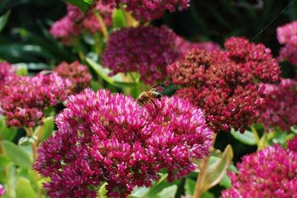 Purple sedum to prepare a healing infusion that increases potency. 